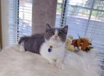B071 - British Shorthair Kitten For Sale - Los Angeles&comma; CA&comma; US