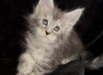 Breeder - Maine Coon Kitten For Sale - NY&comma; US