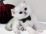 British Kittens - British Shorthair Kitten For Sale - Canyon Cntry&comma; CA&comma; US