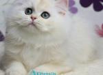 Yves - British Shorthair Kitten For Sale - Norwalk&comma; CT&comma; US