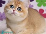 Saharok - British Shorthair Kitten For Sale - Norwalk&comma; CT&comma; US
