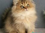 Benji - British Shorthair Kitten For Sale - Pembroke Pines&comma; FL&comma; US