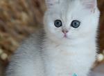 Cindy - British Shorthair Kitten For Sale - Pembroke Pines&comma; FL&comma; US