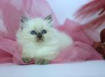 Hvoya - Siberian Kitten For Sale - Pembroke Pines&comma; FL&comma; US