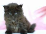 Hugo Boss - Siberian Kitten For Sale - Pembroke Pines&comma; FL&comma; US