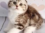 Barcelona - Scottish Fold Kitten For Sale - Hollywood&comma; FL&comma; US