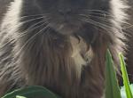 Emme - Maine Coon Cat For Sale/Retired Breeding - Wexford&comma; PA&comma; US