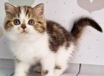 Beckham - Scottish Straight Cat For Sale - Hollywood&comma; FL&comma; US