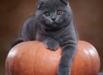 Yosef - Scottish Fold Kitten For Sale - Hollywood&comma; FL&comma; US