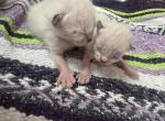 Chloes litter Bengal siamese kittens - Bengal Kitten For Sale - Galloway&comma; NJ&comma; US