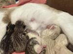 Mollys Litter Bengal Siamese Exotic Hybrids - Bengal Kitten For Sale - Galloway&comma; NJ&comma; US