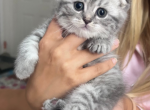 Totoro Scottish fold - Scottish Fold Kitten For Sale - 