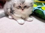Sundae Scottish fold - Scottish Fold Kitten For Sale - 
