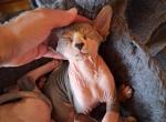 TICA Bi color male - Sphynx Kitten For Sale - 