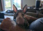 Dilute Calico Female - Sphynx Kitten For Sale - Rockford&comma; IL&comma; US