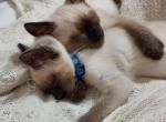 Pair of Siamese kittens - Siamese Kitten For Sale - Bellows Falls&comma; VT&comma; US