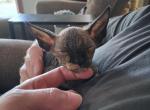 Black Tortie Female - Sphynx Kitten For Sale - 