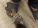 Titan - European Shorthair Kitten For Sale - New York&comma; NY&comma; US