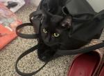 Zurri - Domestic Cat For Adoption - Greensboro&comma; NC&comma; US