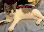Zachery - American Shorthair Kitten For Sale - 