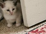 Oakley - Ragdoll Kitten For Sale - Overland Park&comma; KS&comma; US