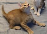 Pumpkin - American Shorthair Kitten For Sale - Long Beach&comma; CA&comma; US