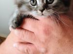 Salem Scottish fold - Scottish Fold Kitten For Sale - 