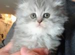 Stormy Scottish fold - Scottish Fold Kitten For Sale - 