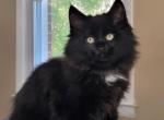 greenjack apex - Siberian Kitten For Sale - 