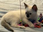 Ella - Ragdoll Kitten For Sale - Long Beach&comma; CA&comma; US