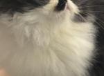 Neashama - Persian Kitten For Sale - Oklahoma City&comma; OK&comma; US