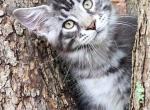 Greenjack ApexNC - Maine Coon Kitten For Sale - Apex&comma; NC&comma; US
