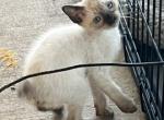 BANDIT BOY SIAMESE MANX JUNE 26 - Manx Kitten For Sale - 