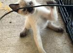 BANDIT BOY SIAMESE MANX JUNE 26 - Manx Kitten For Sale - Bryan&comma; TX&comma; US