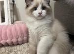 BuBu - Asian Kitten For Sale - Temple City&comma; CA&comma; US