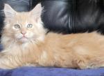 Apex Greenjack - Maine Coon Kitten For Sale - Apex&comma; NC&comma; US