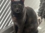 Autumn - Domestic Cat For Adoption - Lexington&comma; SC&comma; US