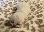 Twinkle - Himalayan Kitten For Sale - Quincy&comma; IN&comma; US