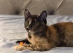 Bella - American Shorthair Kitten For Sale - 