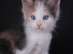 Wendy - Maine Coon Kitten For Sale - 