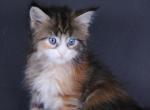 Amelia - Maine Coon Kitten For Sale - 