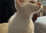 Roxy - Siamese Kitten For Sale - Long Beach&comma; CA&comma; US