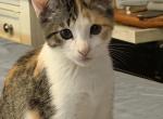 Princess - American Shorthair Kitten For Sale - 