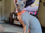 Bambino - Sphynx Kitten For Sale - Brockport&comma; PA&comma; US