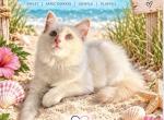 Capri - Ragdoll Kitten For Sale - Mount Joy&comma; PA&comma; US