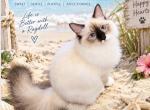 Sailor - Ragdoll Kitten For Sale - Mount Joy&comma; PA&comma; US
