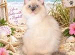 Sugar - Ragdoll Kitten For Sale - 