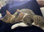 Chino and Tigress - Domestic Kitten For Adoption - TX&comma; US