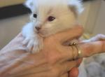 Kittens ready in December - Balinese Kitten For Sale - 