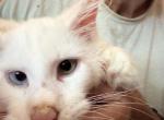 Larry - Maine Coon Kitten For Sale - 
